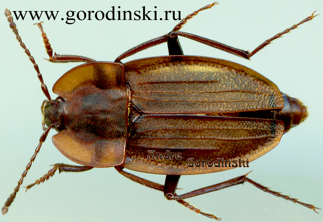 http://www.gorodinski.ru/silphidae/Silpha qinlinga.jpg